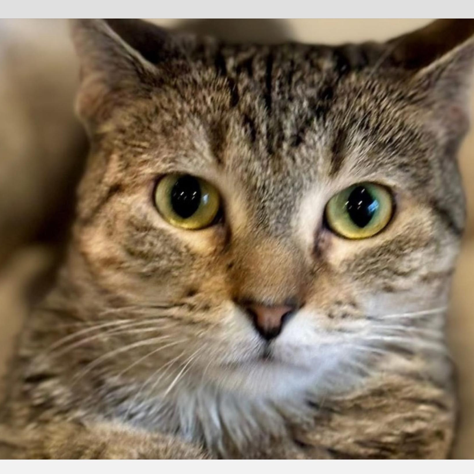 Mama Maxie, adoptable, Young Female Manx & Tabby.