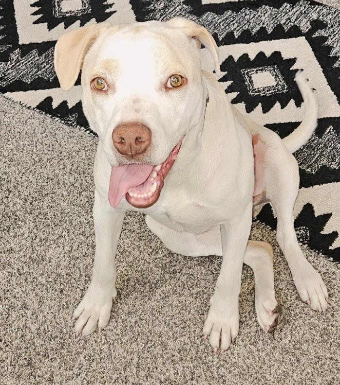 Ivory, Adopted, Young Female Labrador Retriever.