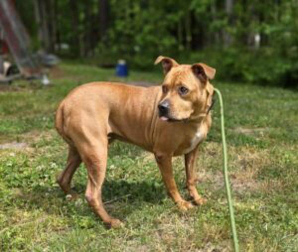 Reaper, Adoptable, Senior Female Shepherd & Pit Bull Terrier.