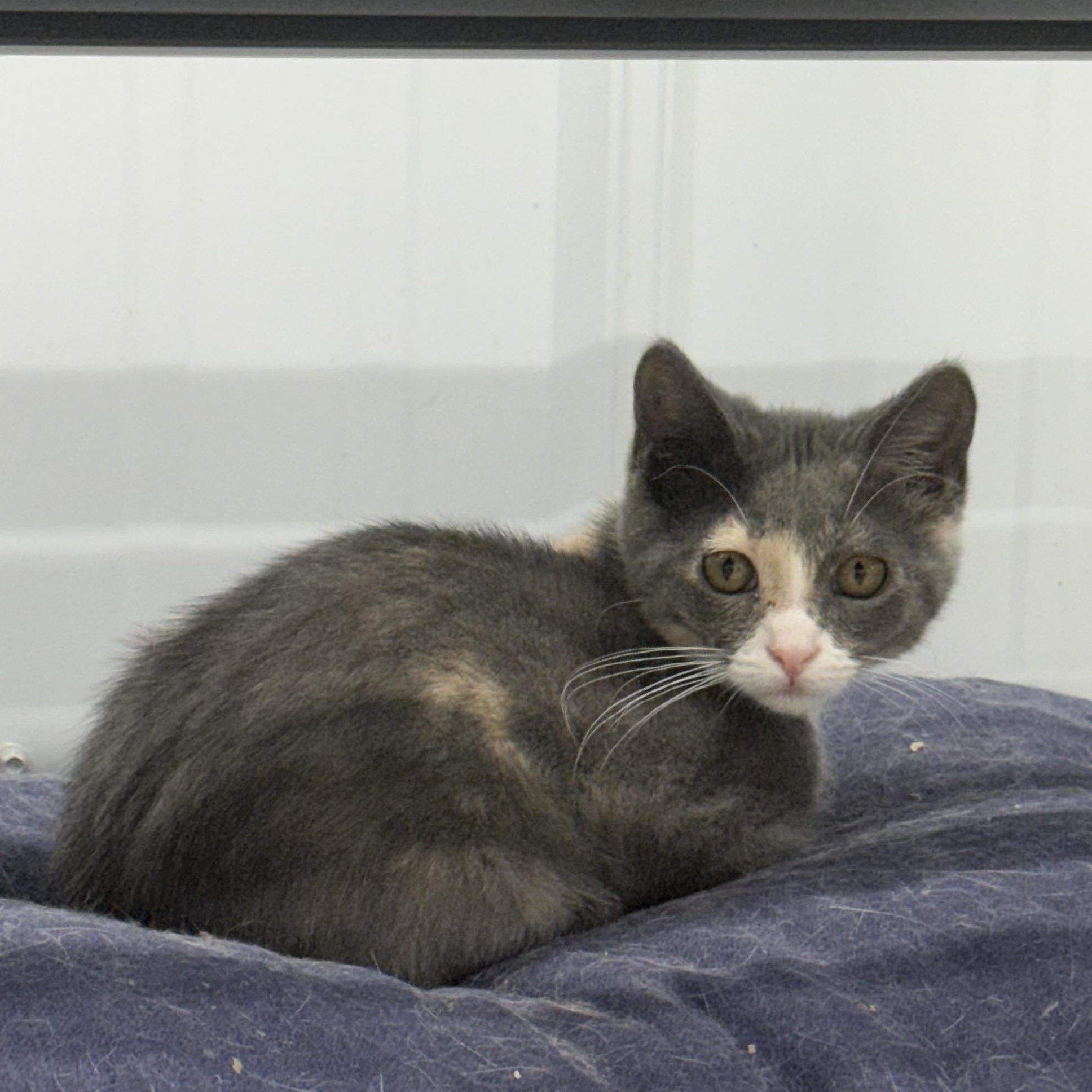 Lady, ADOPTABLE, Kitten Female Domestic Short Hair.