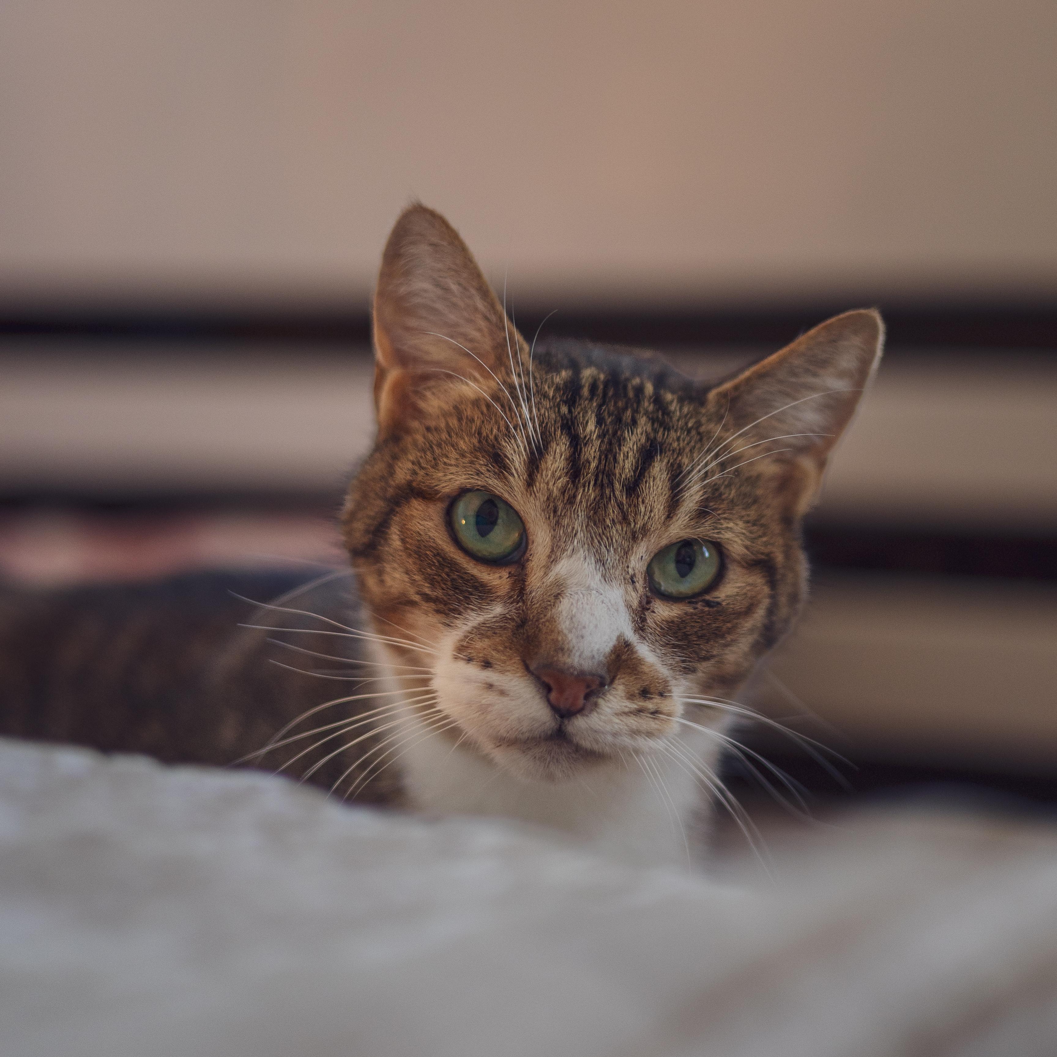 Enlarge Vino, a Adoptable Domestic Short Hair in Astoria, NY image 1/6