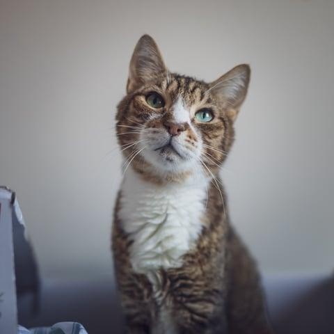 Enlarge Vino, a Adoptable Domestic Short Hair in Astoria, NY image 3/6