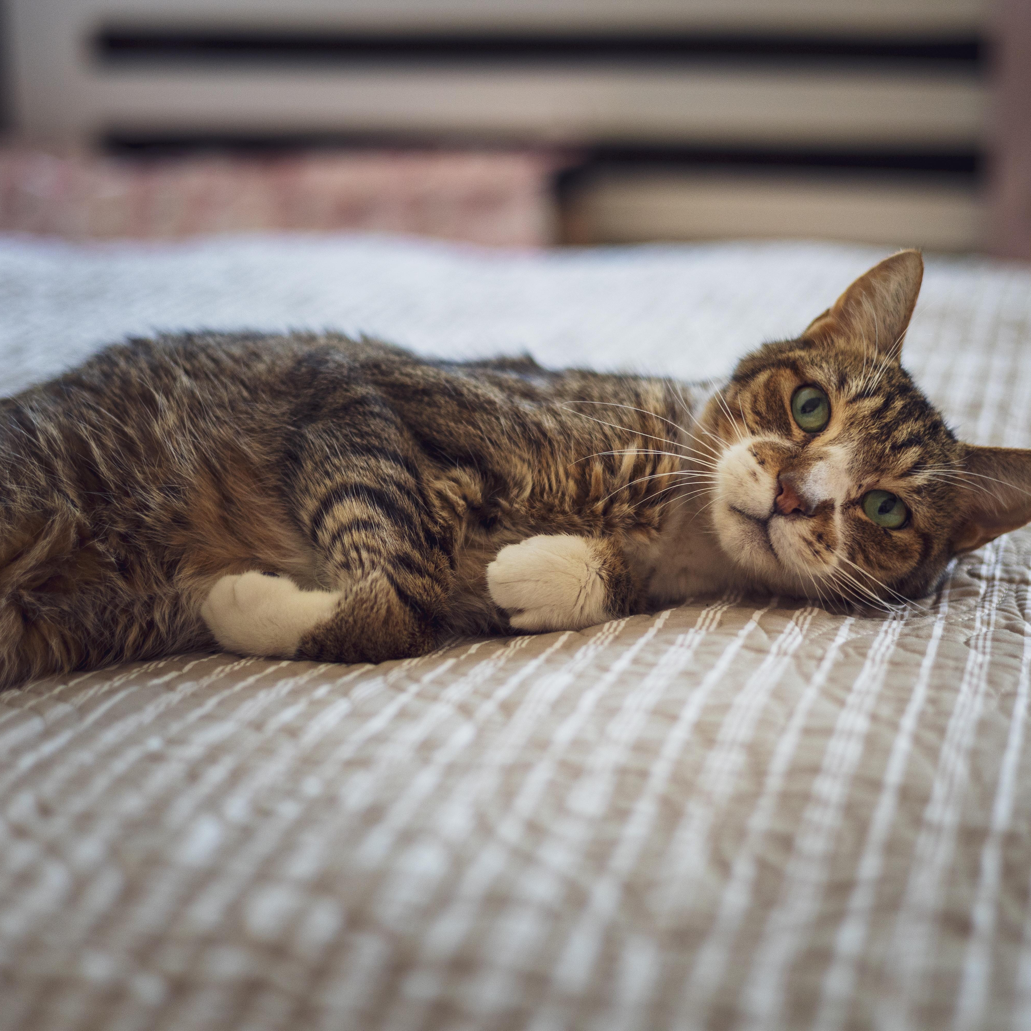 Enlarge Vino, a Adoptable Domestic Short Hair in Astoria, NY image 6/6