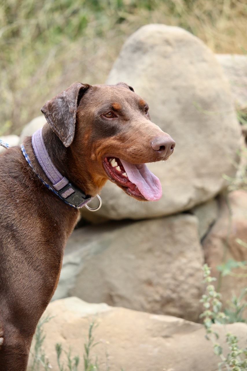 Dino, Adoptable, Adult Male Doberman Pinscher.