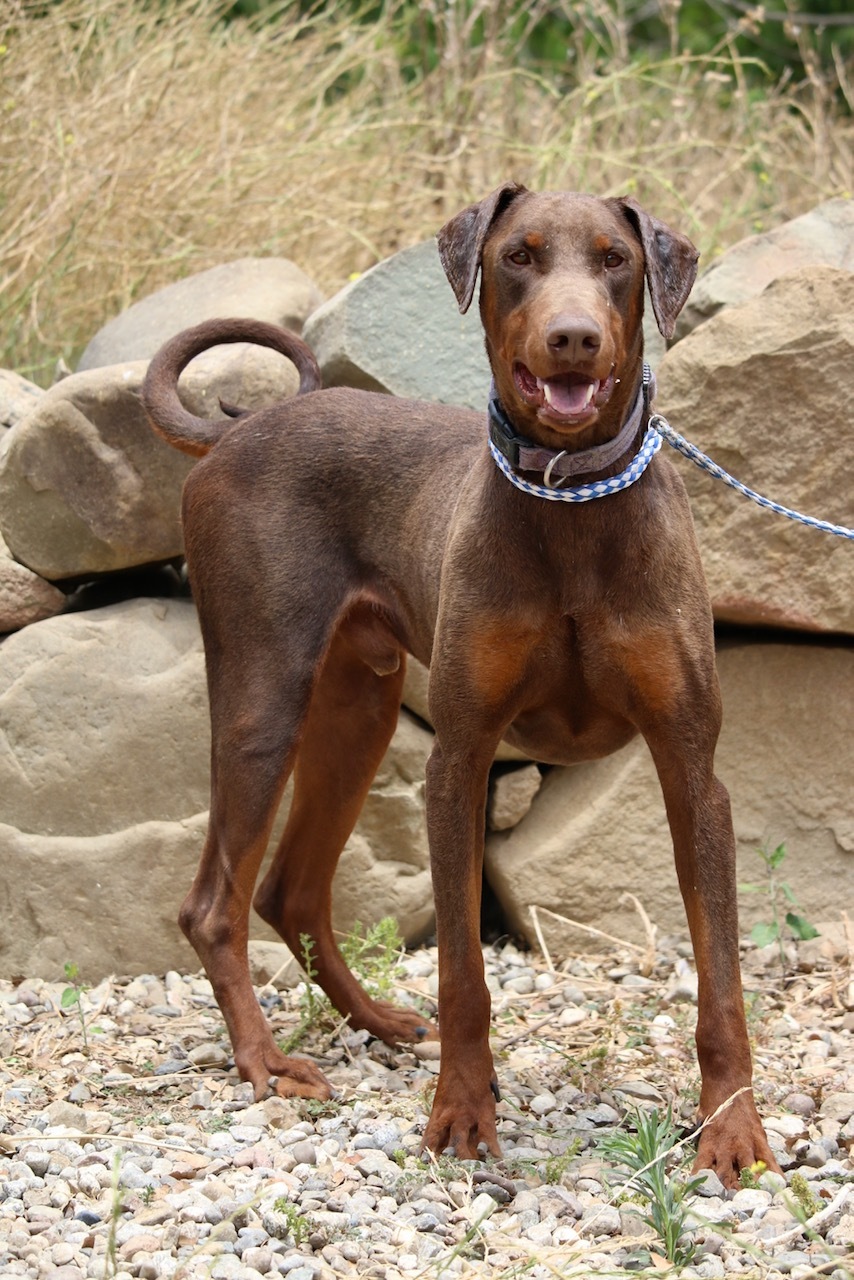 Enlarge Dino, a Adoptable Doberman Pinscher in Fillmore, CA image 2/6