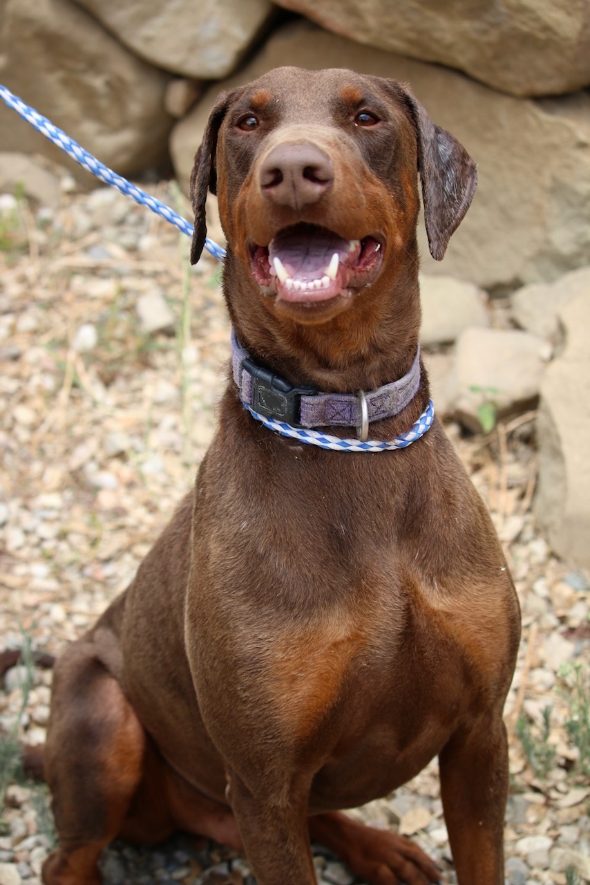 Enlarge Dino, a Adoptable Doberman Pinscher in Fillmore, CA image 3/6