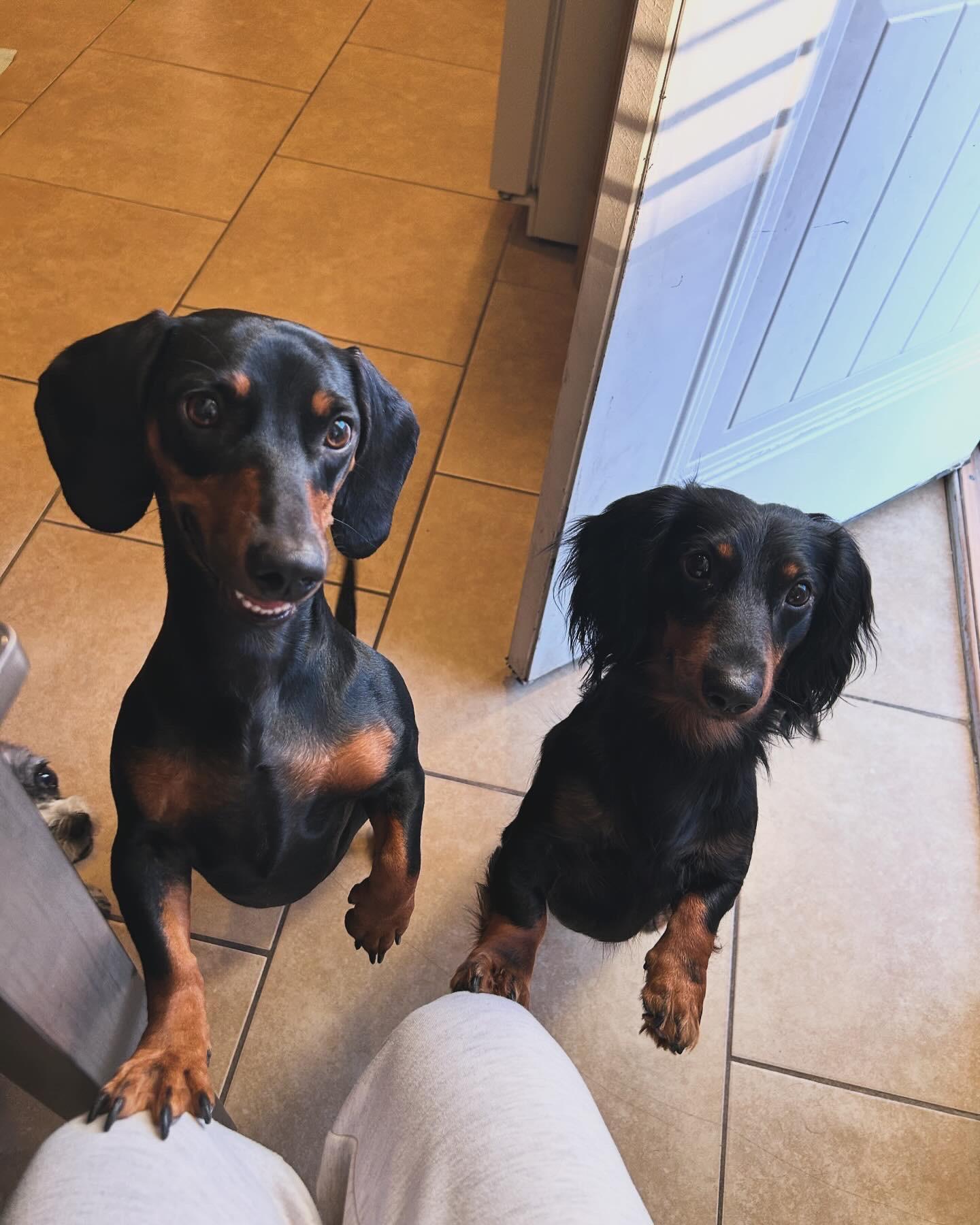 Minnie & Ollie, Adopted, Young Male Dachshund (Miniature Long Haired).