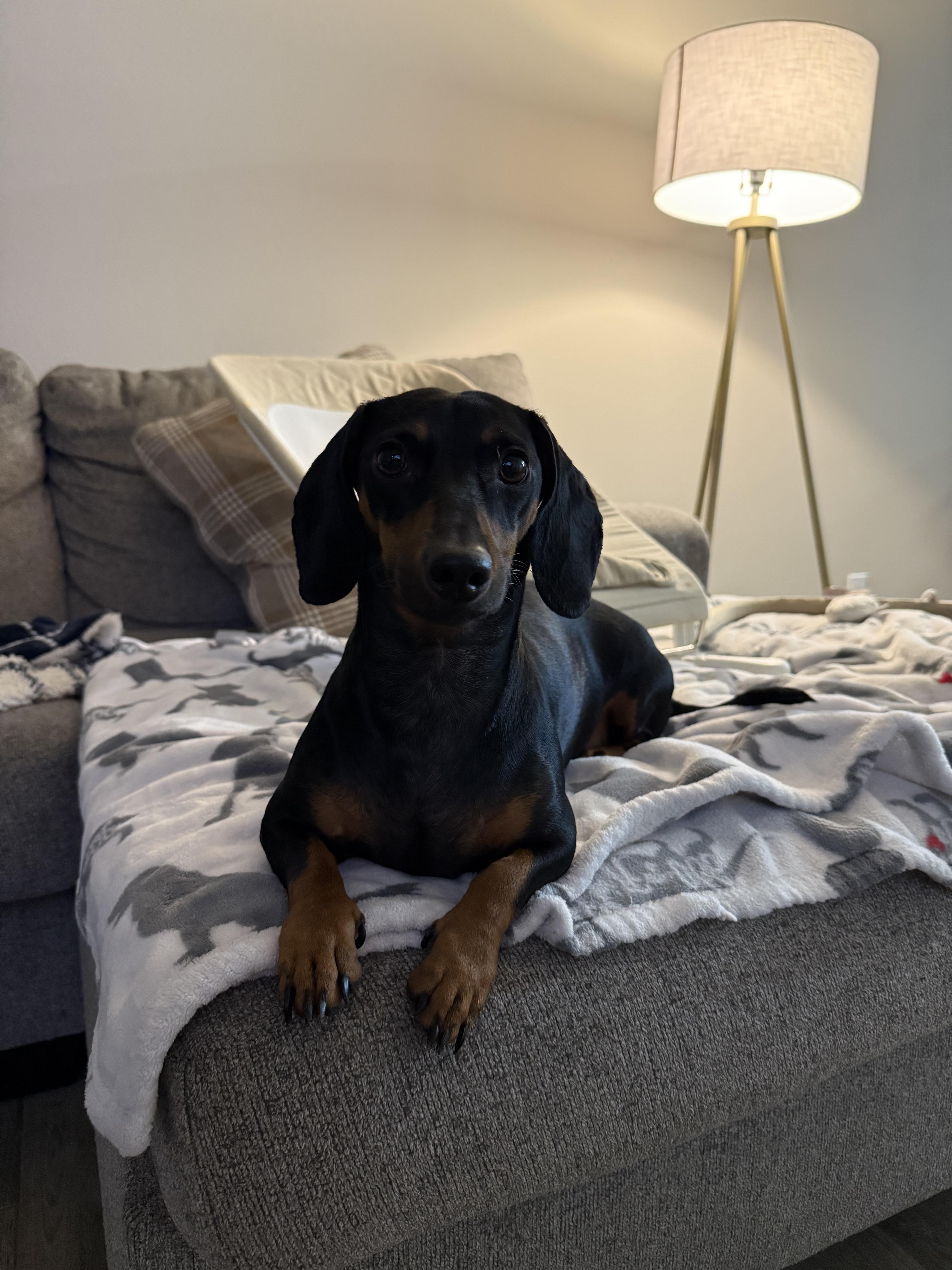 Enlarge Minnie & Ollie, a Adopted Dachshund (Miniature Long Haired) in Falls Church, VA image 3/5