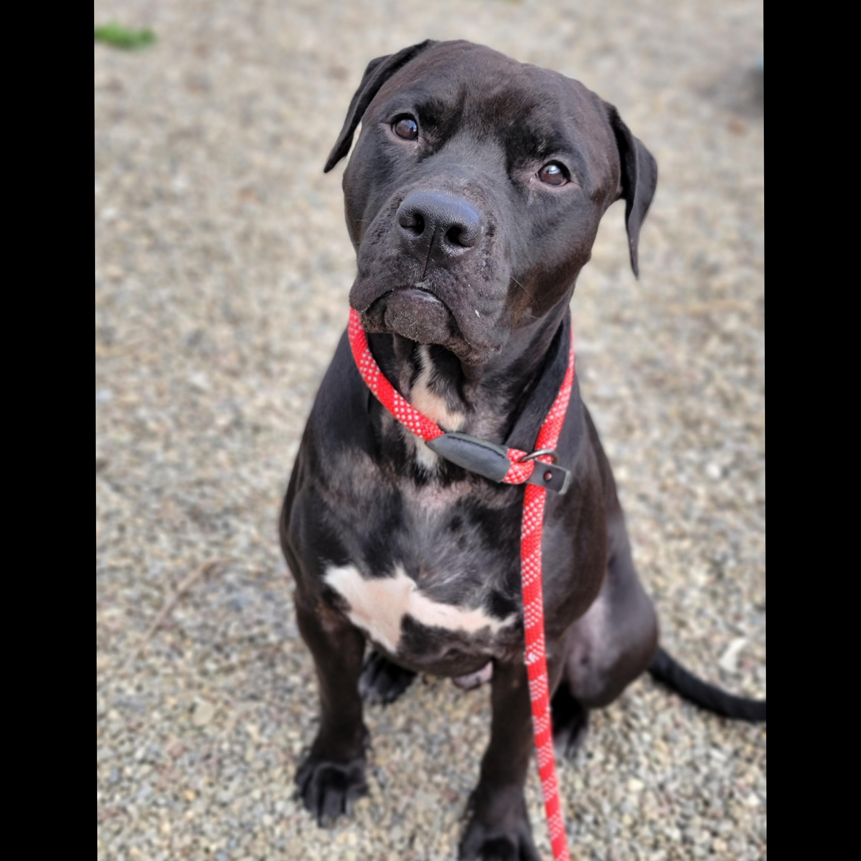 Preston, a Adoptable mixed breed in Hornell, NY image 1/2