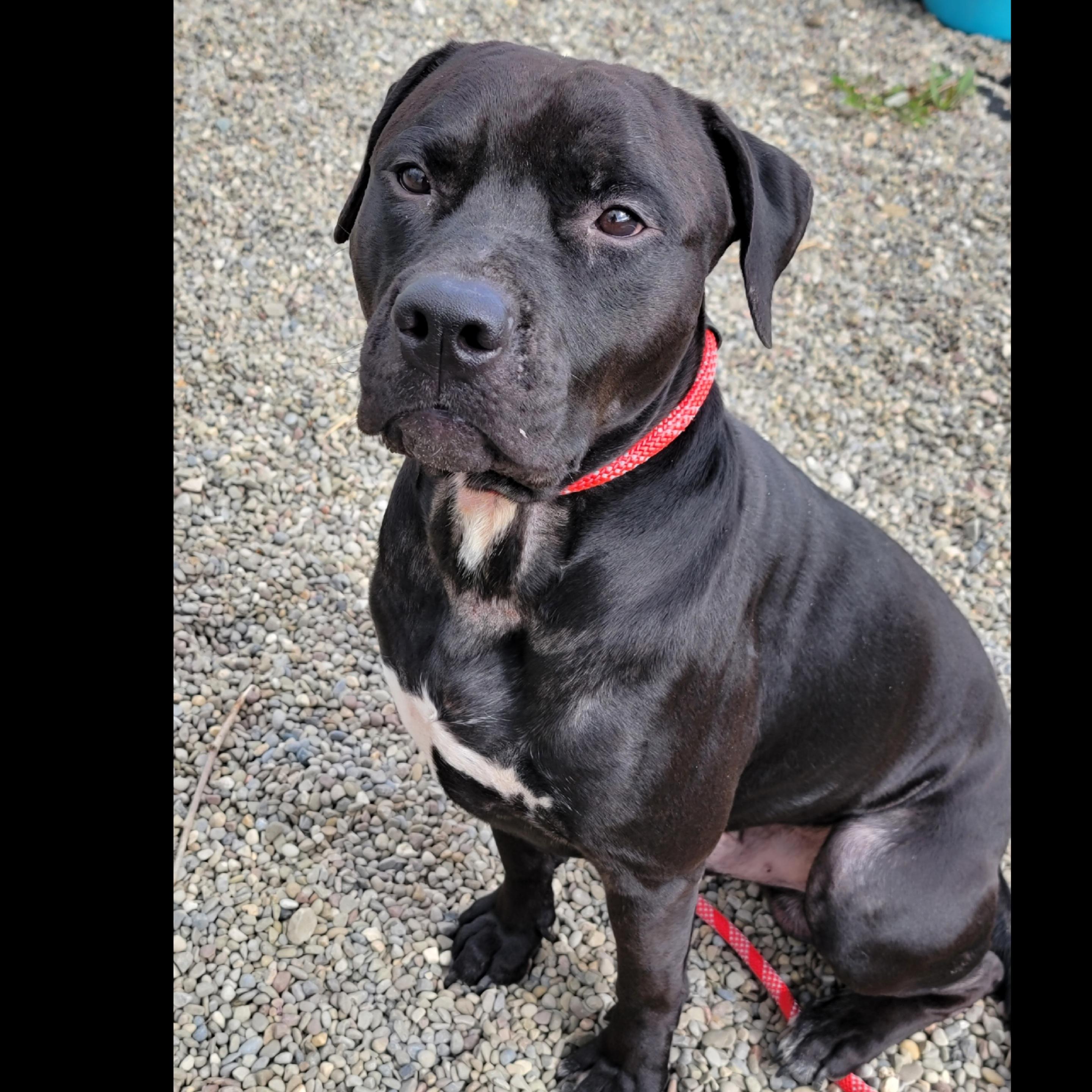 Preston, a Adoptable mixed breed in Hornell, NY image 2/2