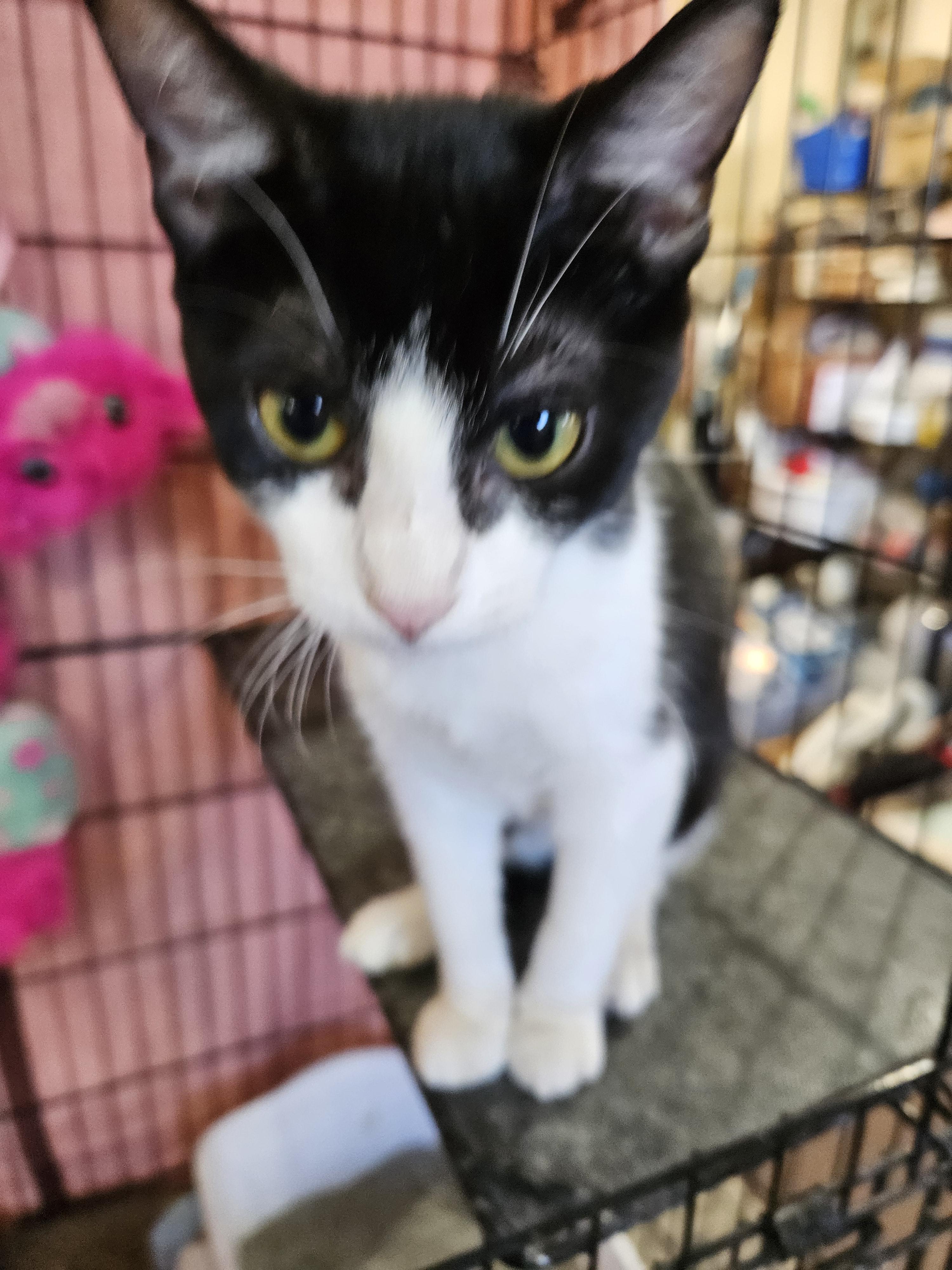 Enlarge Mystic, a Adoptable Domestic Short Hair in Alpine, TX image 2/2