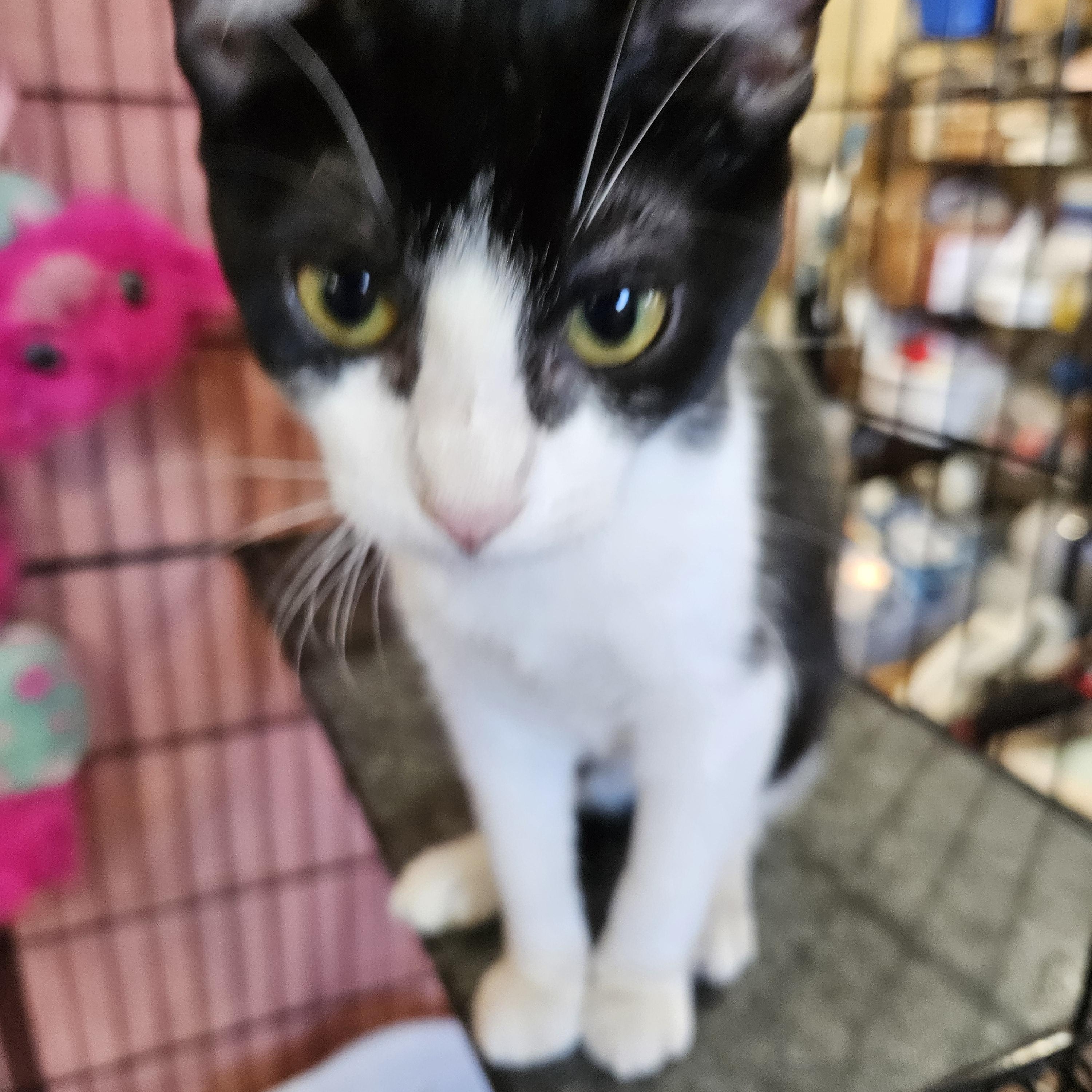 Mystic, Adoptable, Young Female Domestic Short Hair.