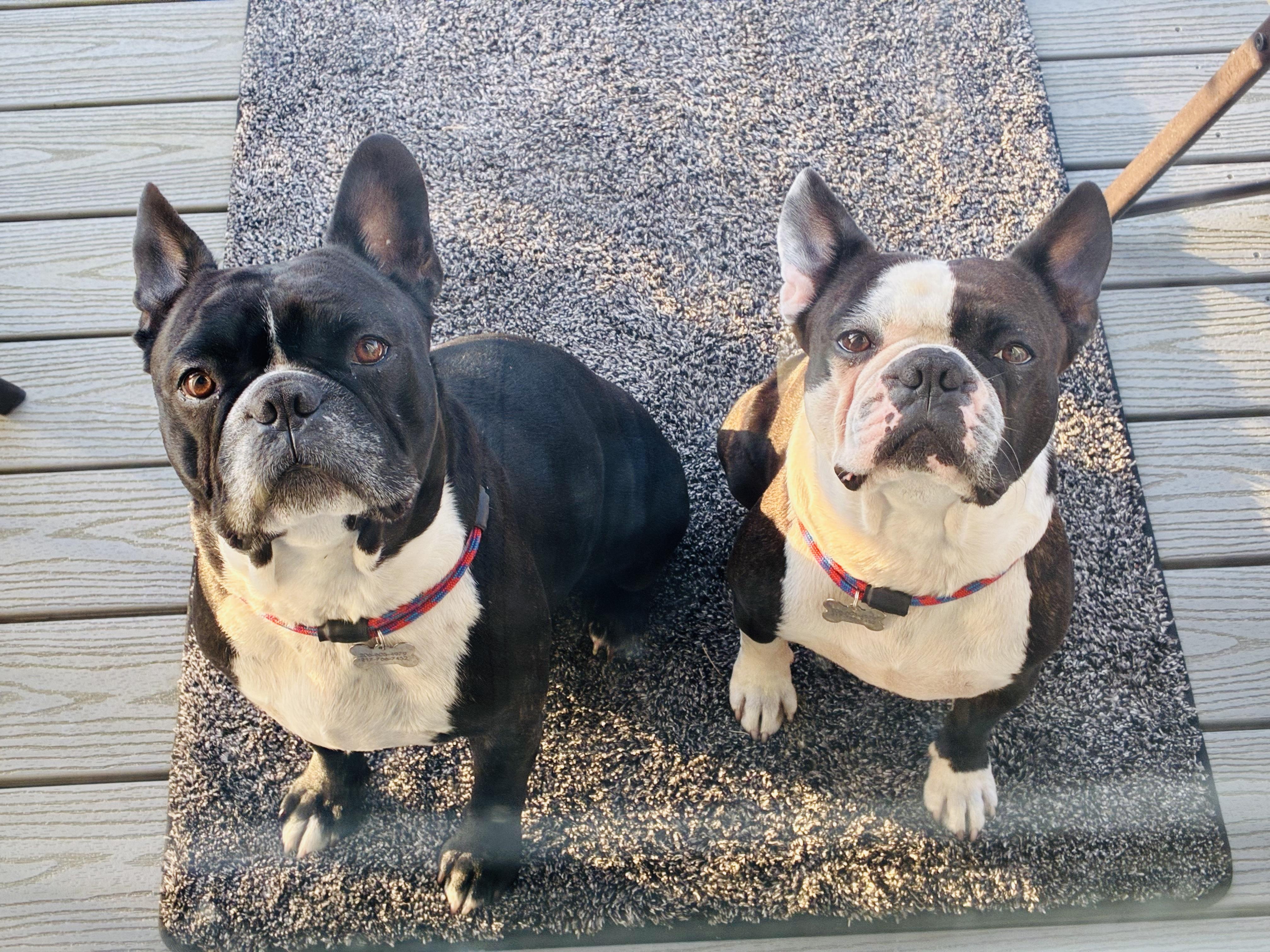 Marco, Adoptable, Young Male Boston Terrier & French Bulldog.