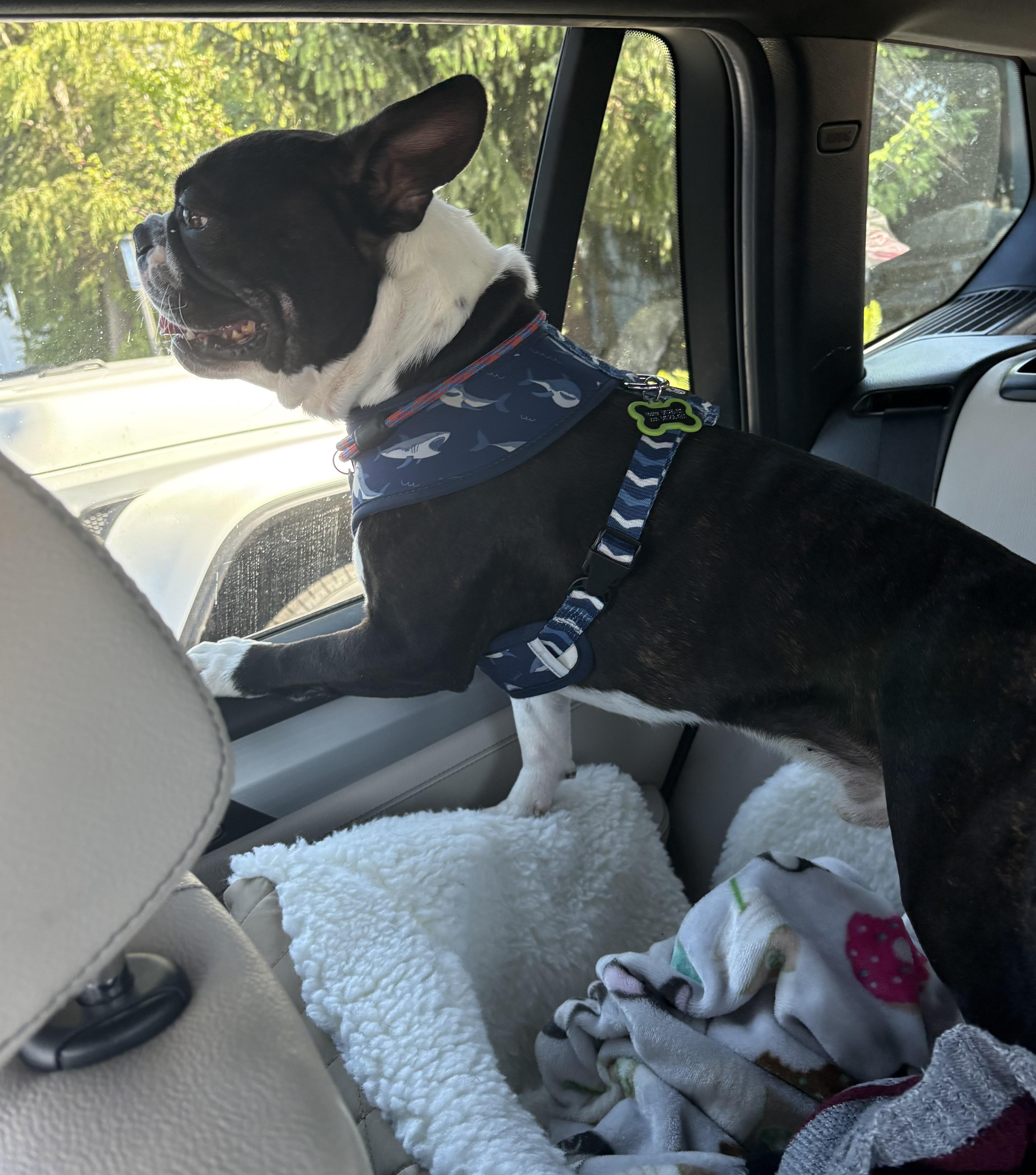 Enlarge Marco, a Adoptable mixed breed in Seattle, WA image 5/6