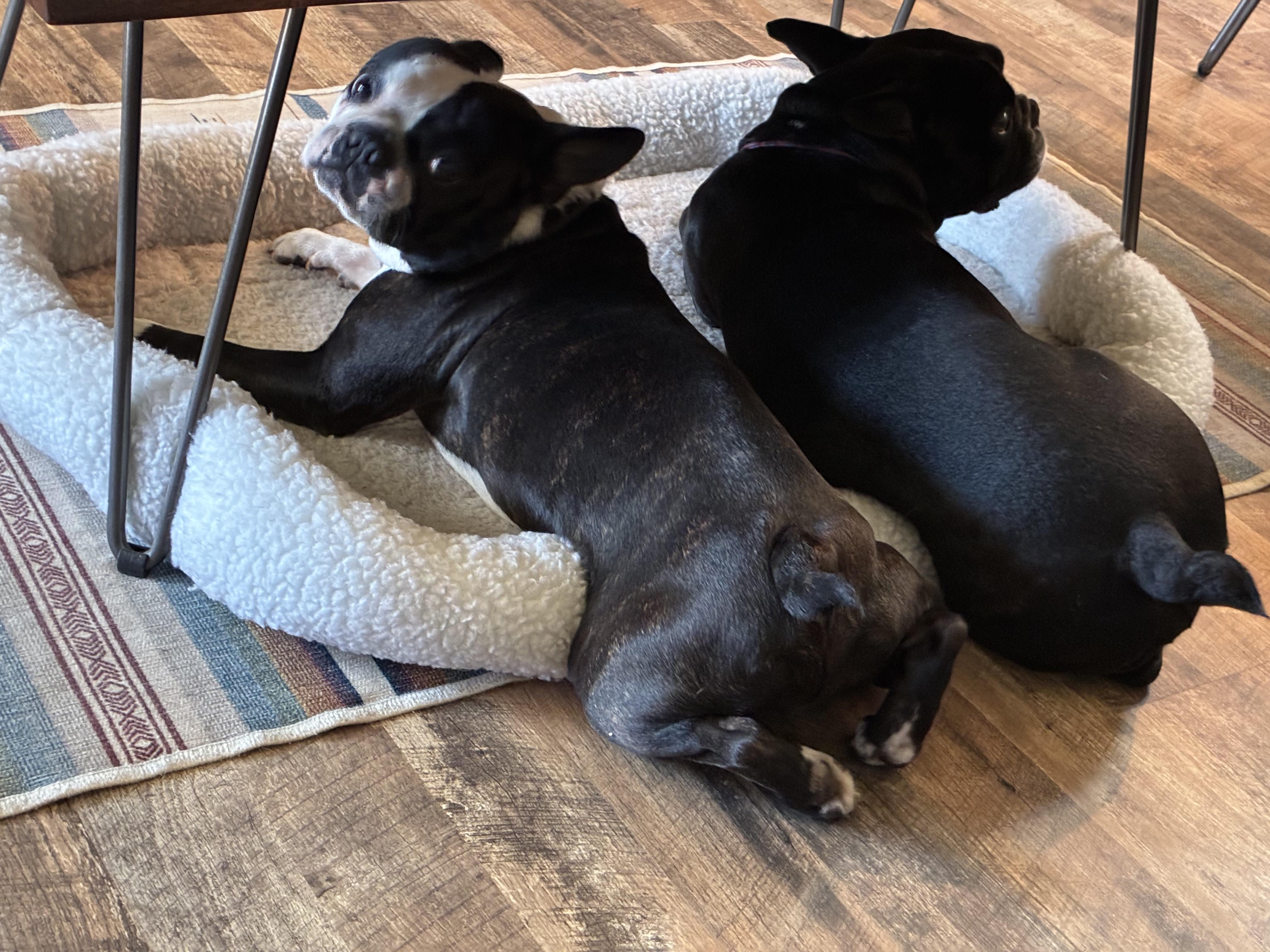 Enlarge Marco, a Adoptable mixed breed in Seattle, WA image 2/6