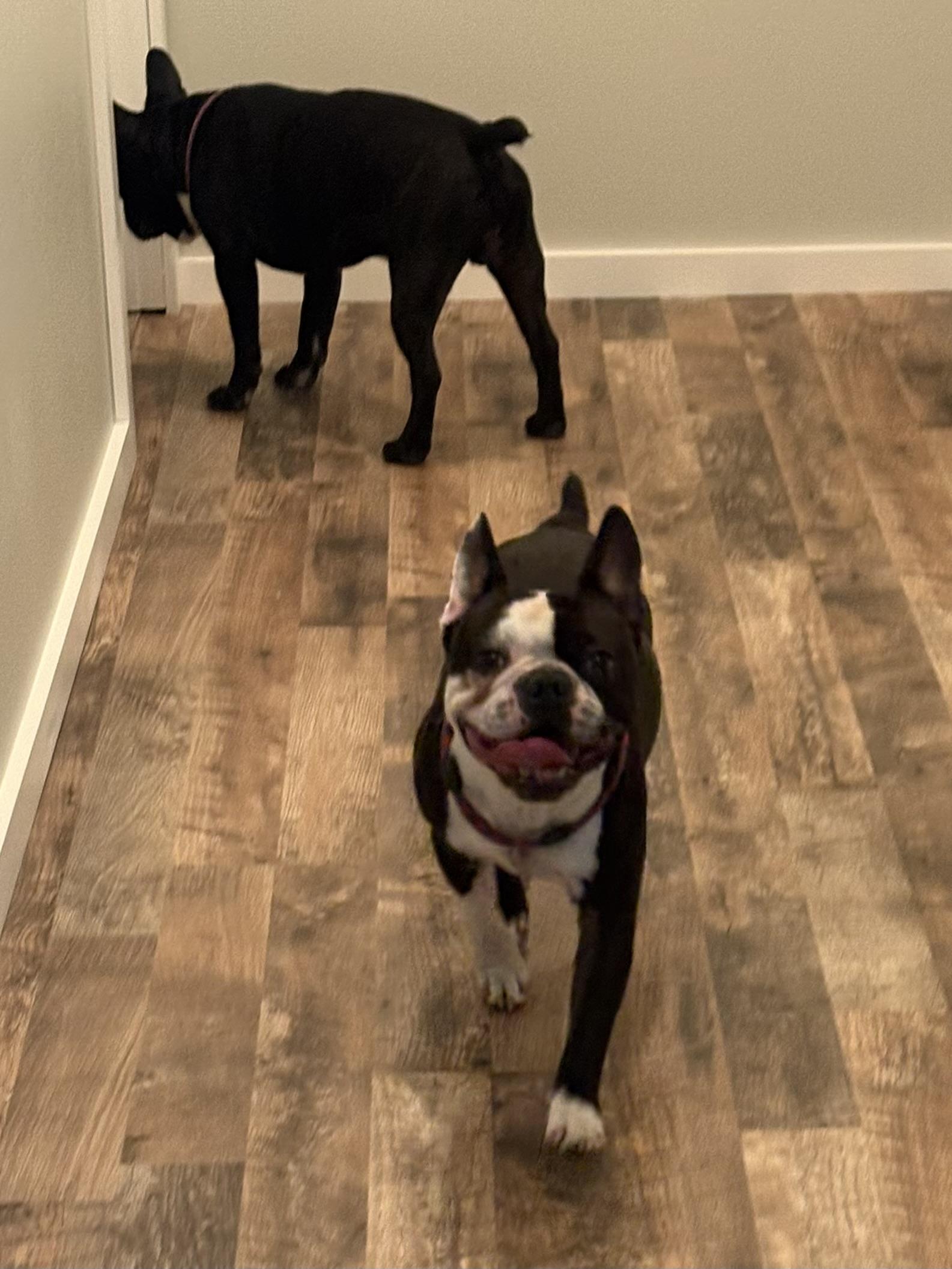 Enlarge Marco, a Adoptable mixed breed in Seattle, WA image 3/6