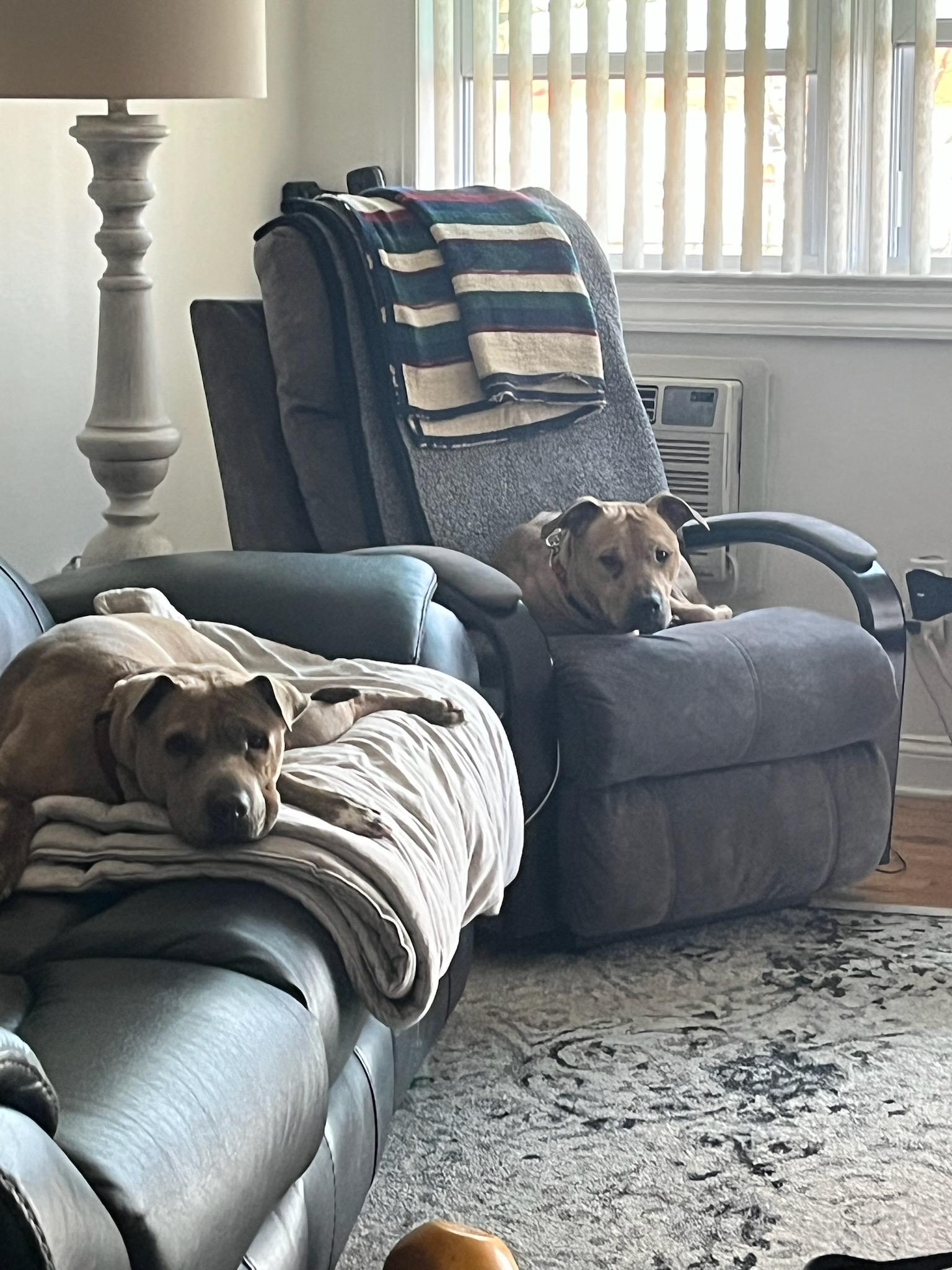 Jackson, a Adoptable mixed breed in Cresco, PA image 2/6