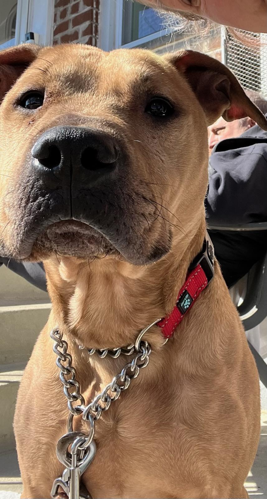 Jackson, a Adoptable mixed breed in Cresco, PA image 1/6