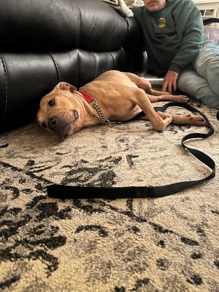 Jackson, a Adoptable mixed breed in Cresco, PA image 3/6