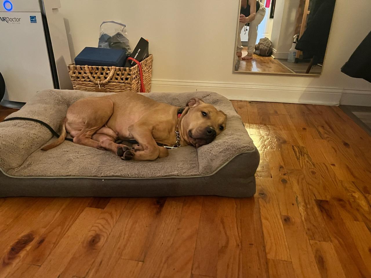 Jackson, a Adoptable mixed breed in Cresco, PA image 4/6