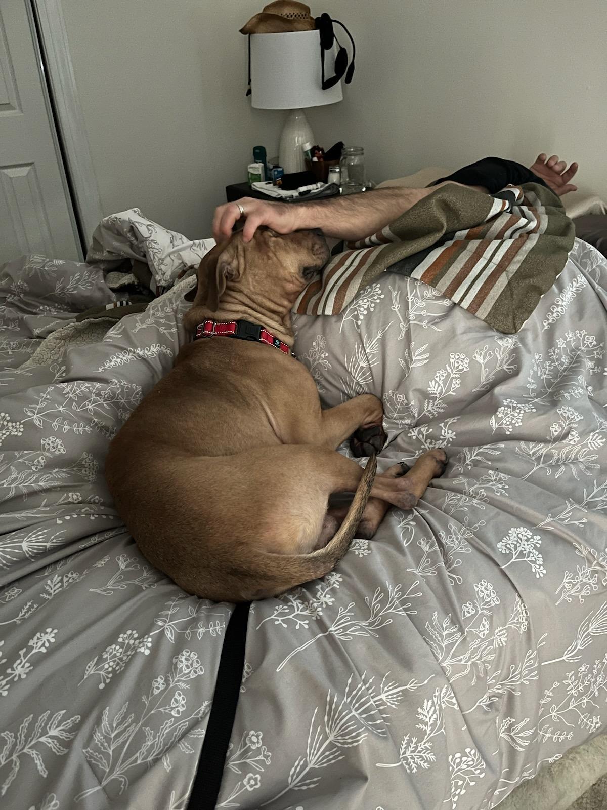 Jackson, a Adoptable mixed breed in Cresco, PA image 5/6