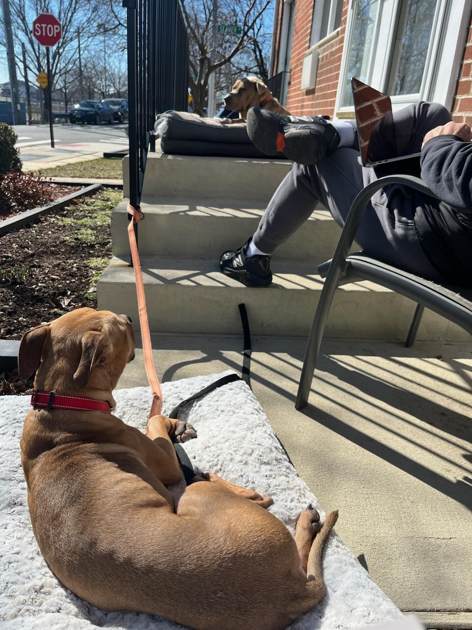 Jackson, Adoptable, Adult Male Pit Bull Terrier.