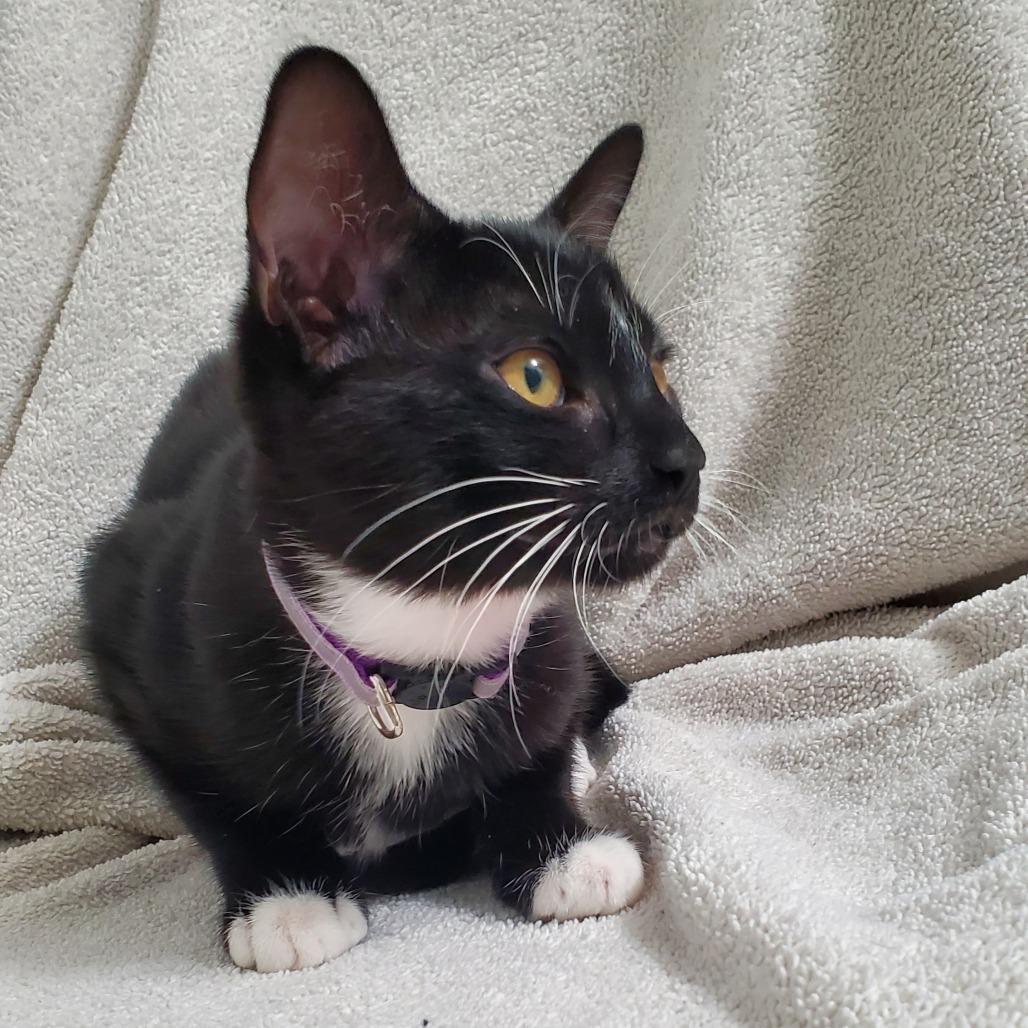 Enlarge Spell, a Adoptable Domestic Short Hair in Brea, CA image 1/6