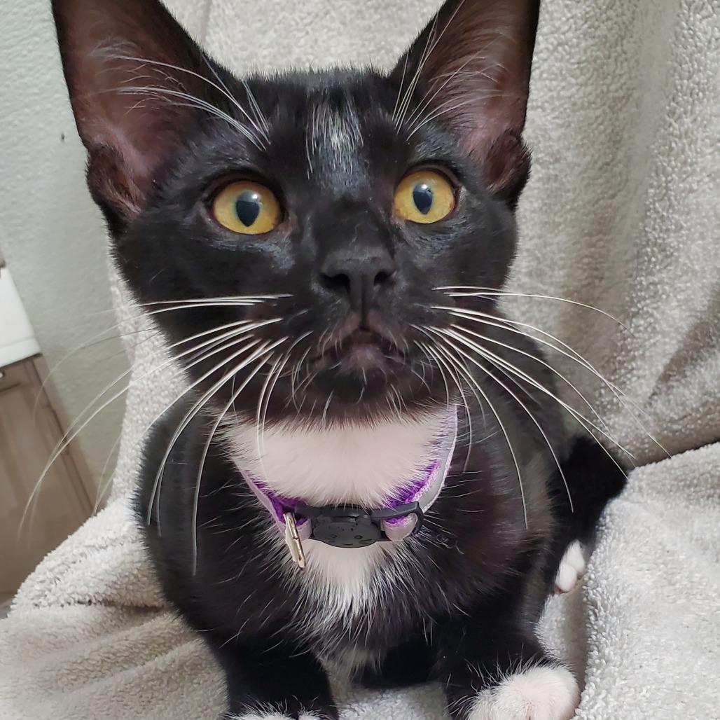 Enlarge Spell, a Adoptable Domestic Short Hair in Brea, CA image 2/6