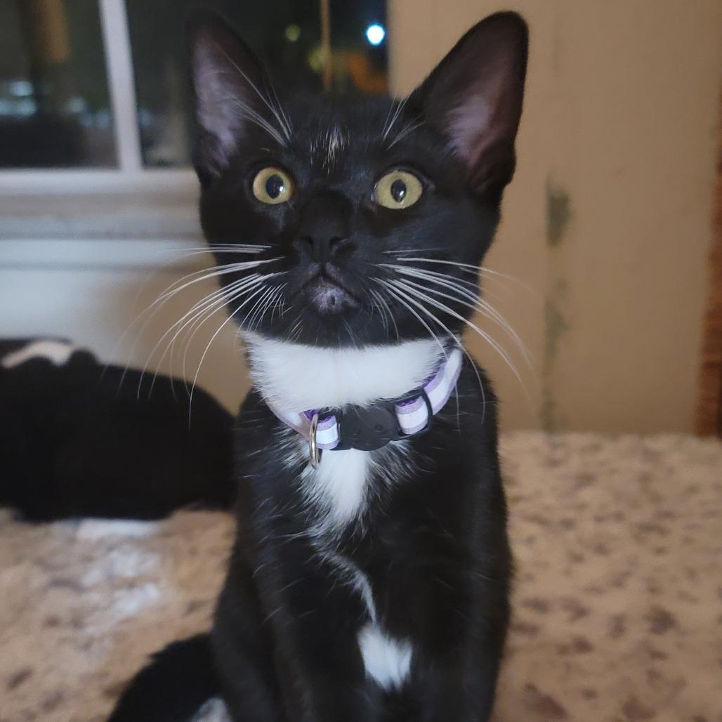 Enlarge Spell, a Adoptable Domestic Short Hair in Brea, CA image 3/6