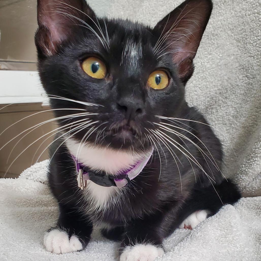 Enlarge Spell, a Adoptable Domestic Short Hair in Brea, CA image 4/6