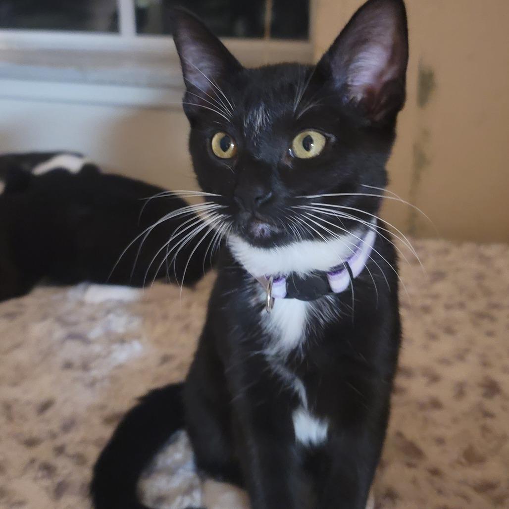 Enlarge Spell, a Adoptable Domestic Short Hair in Brea, CA image 5/6