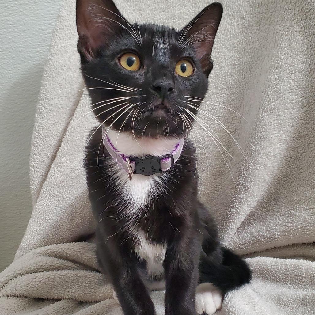 Enlarge Spell, a Adoptable Domestic Short Hair in Brea, CA image 6/6