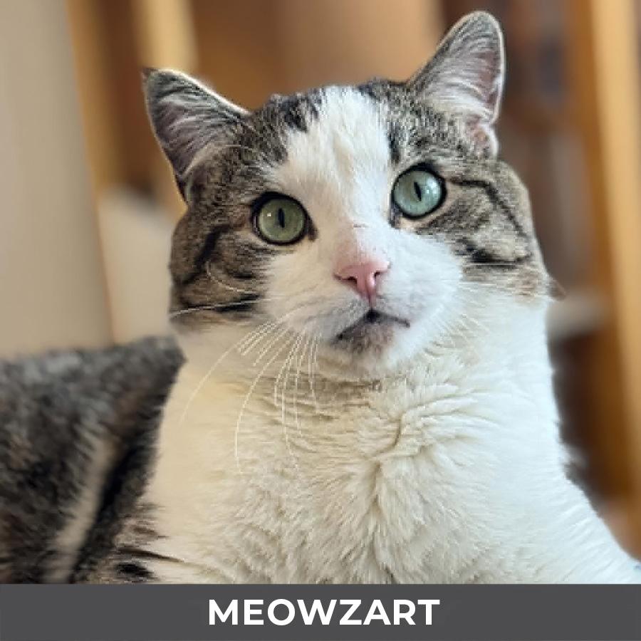 Enlarge Meowzart, a ADOPTABLE Domestic Short Hair in Etobicoke, ON image 1/6