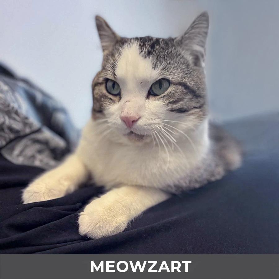 Enlarge Meowzart, a ADOPTABLE Domestic Short Hair in Etobicoke, ON image 4/6