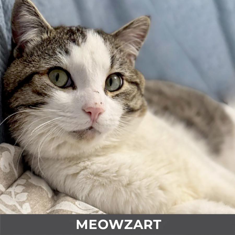 Enlarge Meowzart, a ADOPTABLE Domestic Short Hair in Etobicoke, ON image 2/6