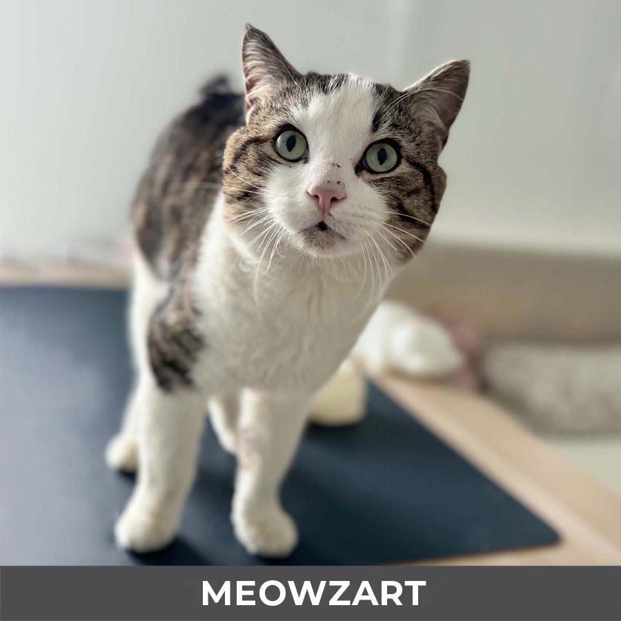 Enlarge Meowzart, a ADOPTABLE Domestic Short Hair in Etobicoke, ON image 5/6