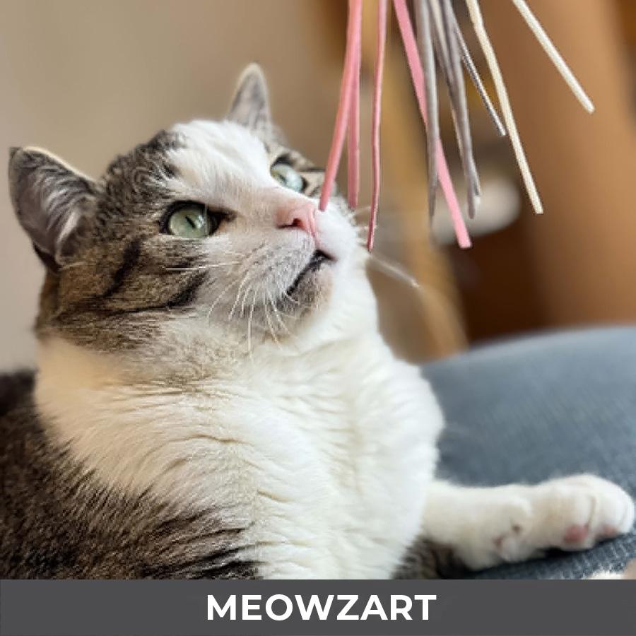 Enlarge Meowzart, a ADOPTABLE Domestic Short Hair in Etobicoke, ON image 6/6