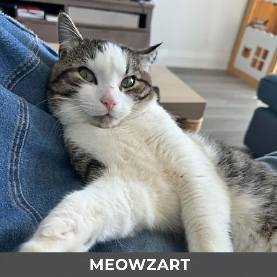 Enlarge Meowzart, a ADOPTABLE Domestic Short Hair in Etobicoke, ON image 3/6