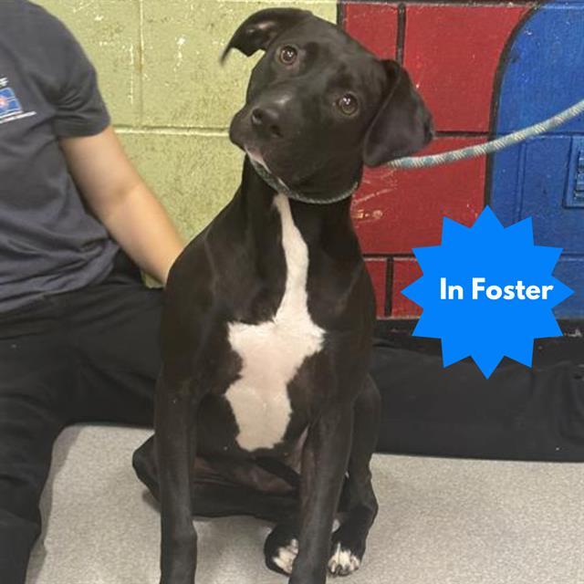 LOTTIE, Adoptable, Young Female Pit Bull Terrier.