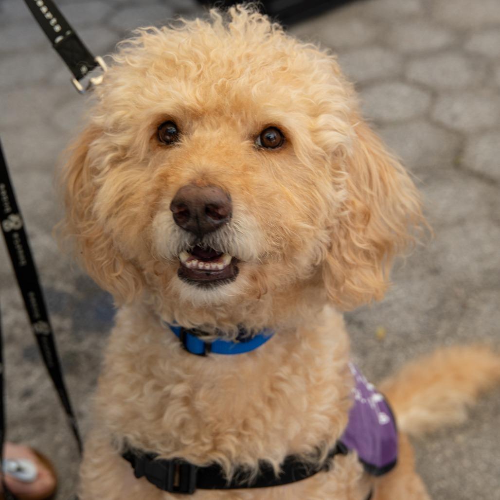 Enlarge Marley, a Adoptable mixed breed in Brooklyn, NY image 1/6