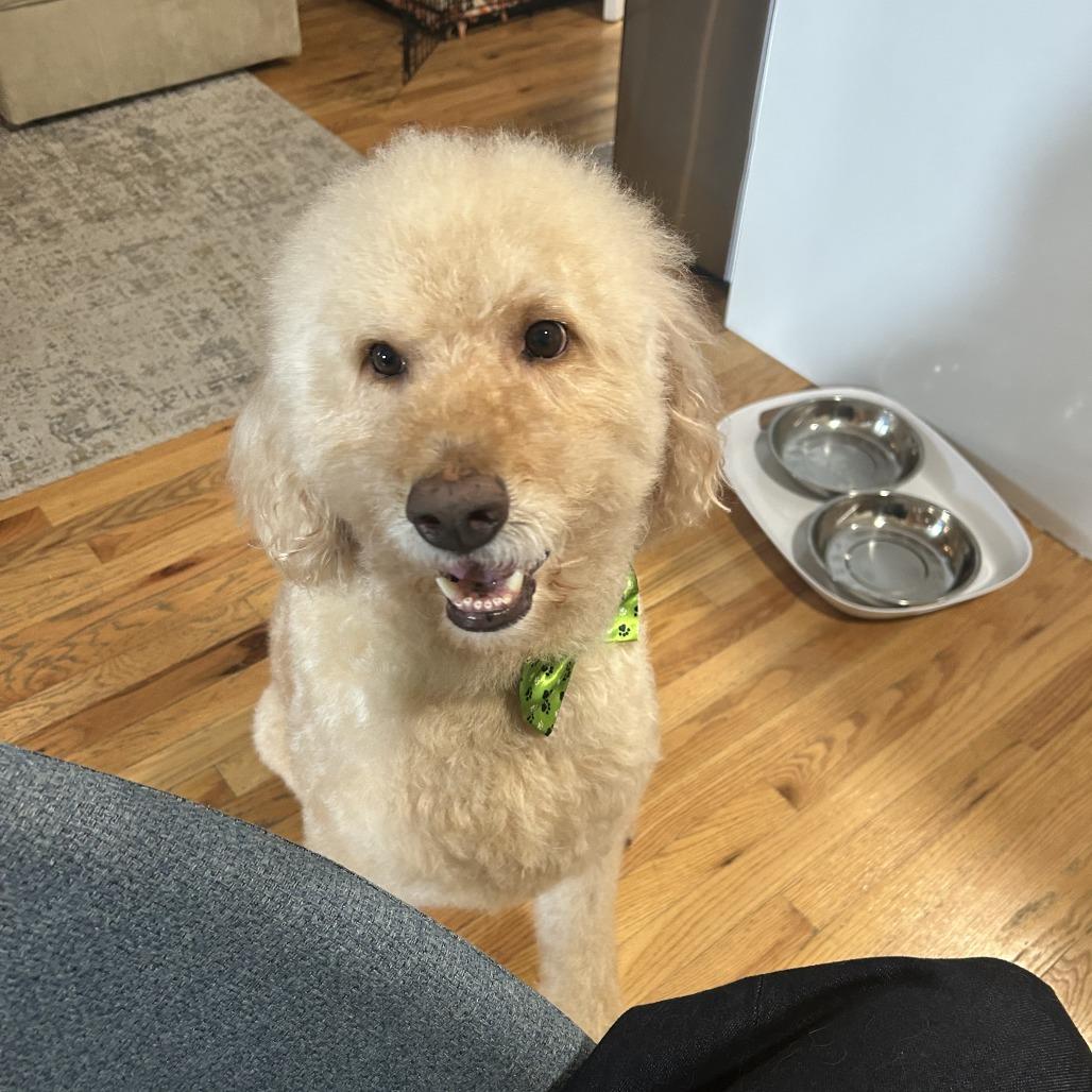 Marley, Adoptable, Senior Male Labrador Retriever & Poodle.