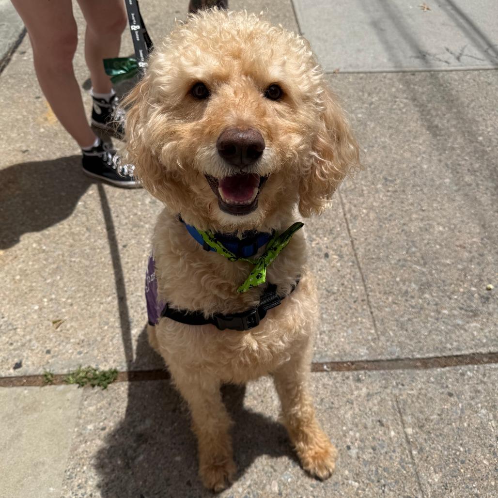 Enlarge Marley, a Adoptable mixed breed in Brooklyn, NY image 3/6