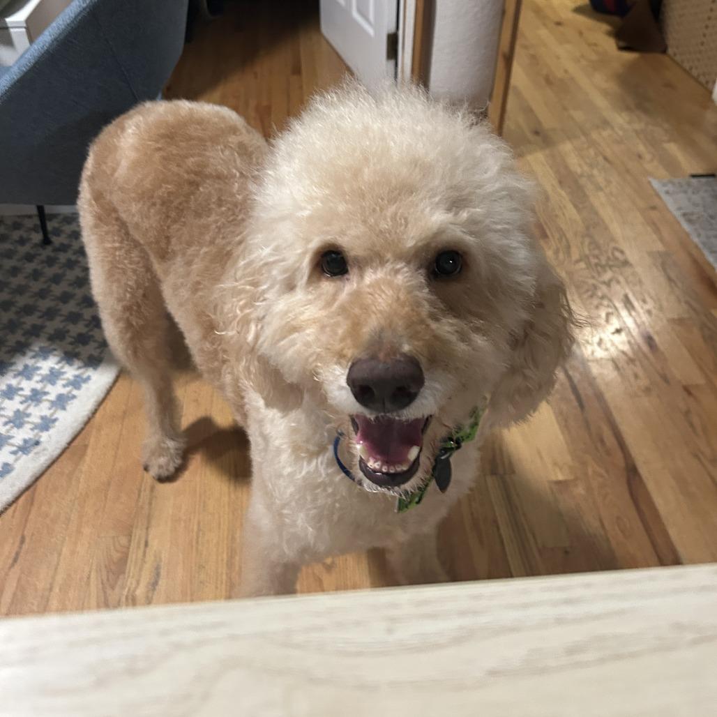 Enlarge Marley, a Adoptable mixed breed in Brooklyn, NY image 2/6