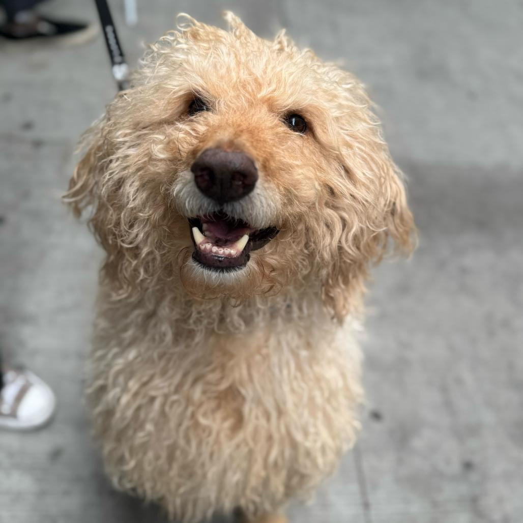 Enlarge Marley, a Adoptable mixed breed in Brooklyn, NY image 5/6