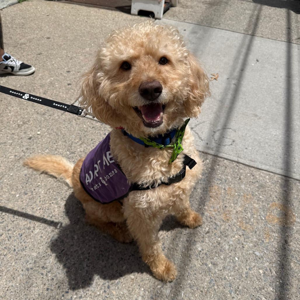 Enlarge Marley, a Adoptable mixed breed in Brooklyn, NY image 6/6
