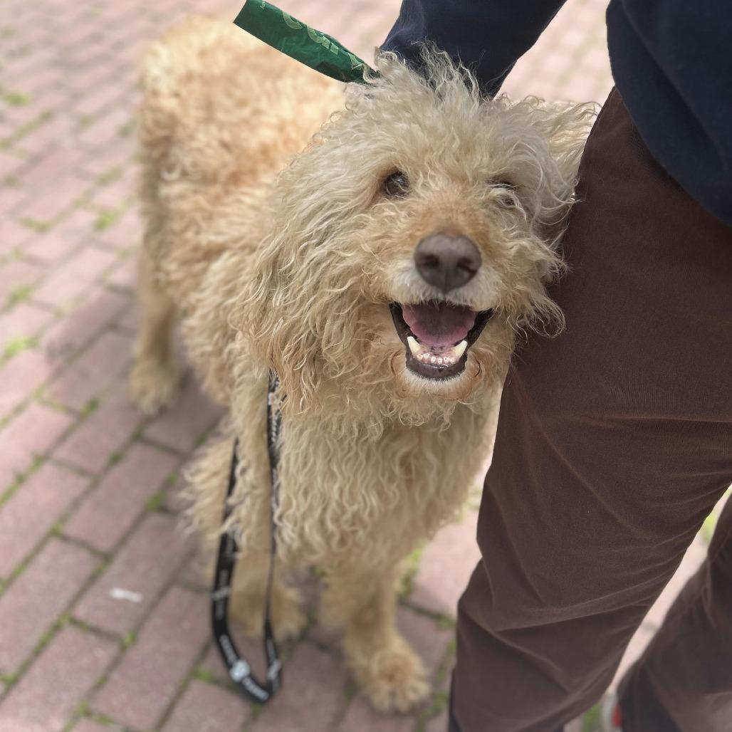 Enlarge Marley, a Adoptable mixed breed in Brooklyn, NY image 6/6