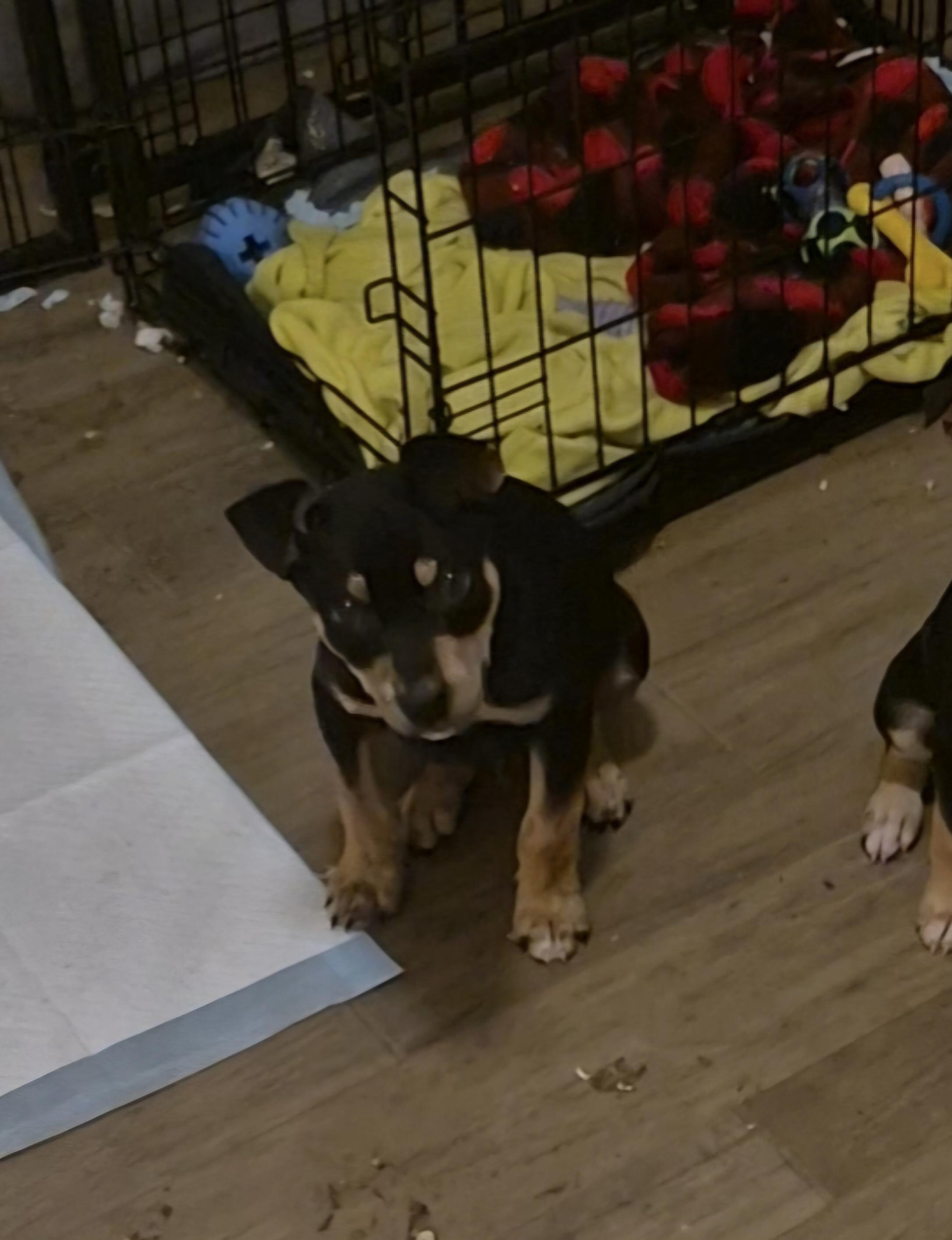 Mykel, ADOPTABLE, Puppy Male Mixed Breed.