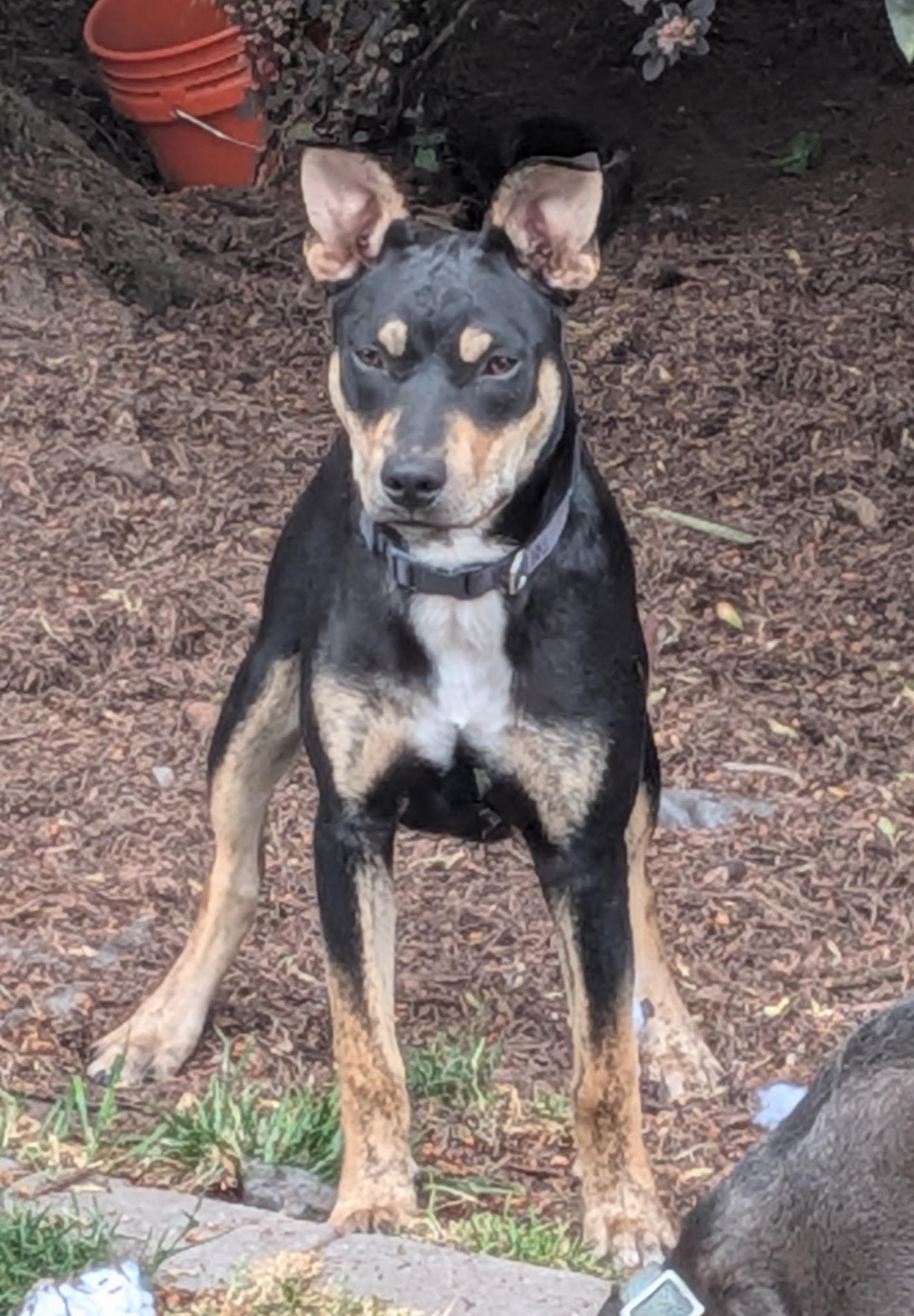Mykel, ADOPTABLE, Young Male Mixed Breed.