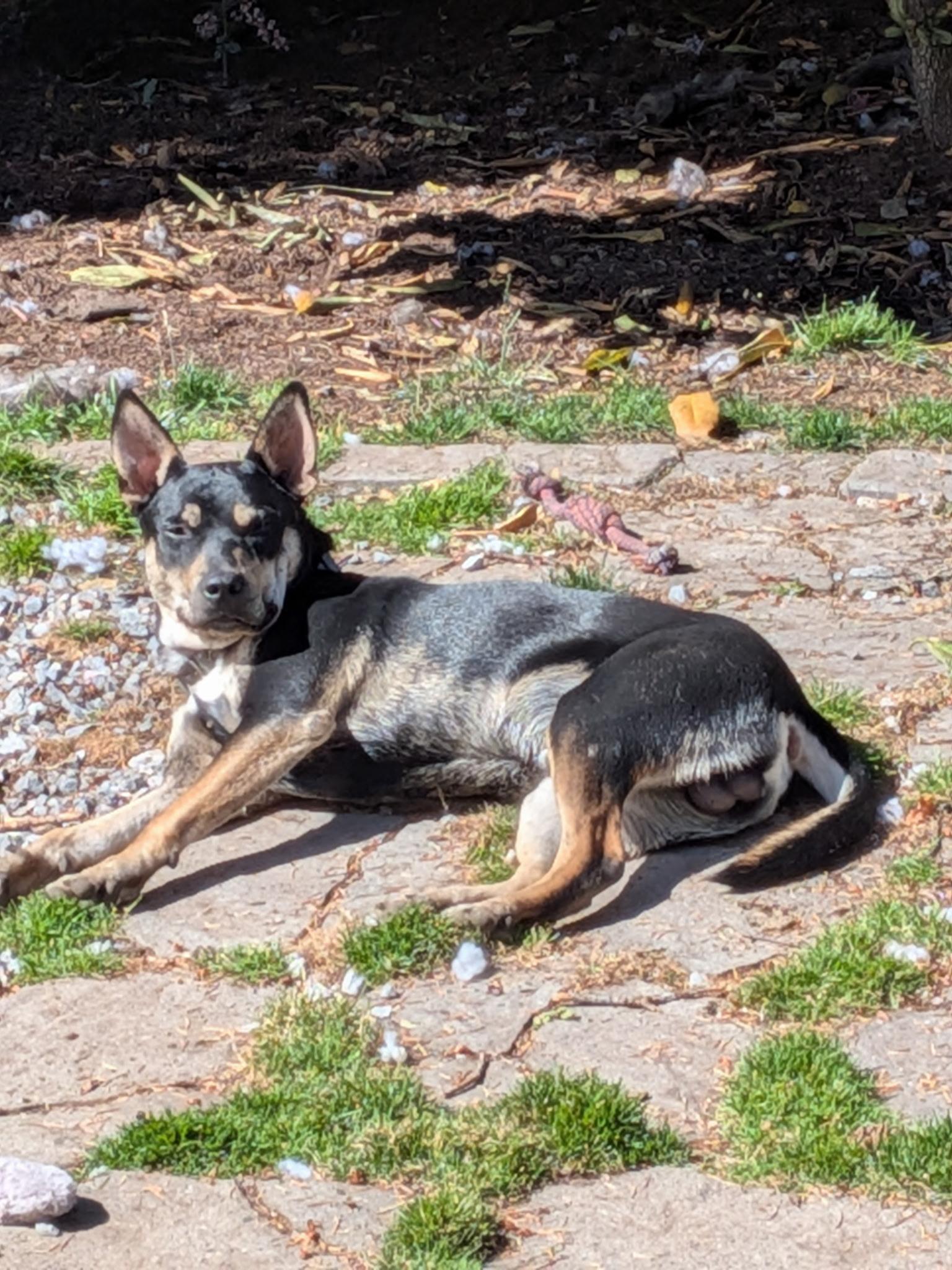 Enlarge Mykel, a ADOPTABLE mixed breed in Olympia, WA image 2/2