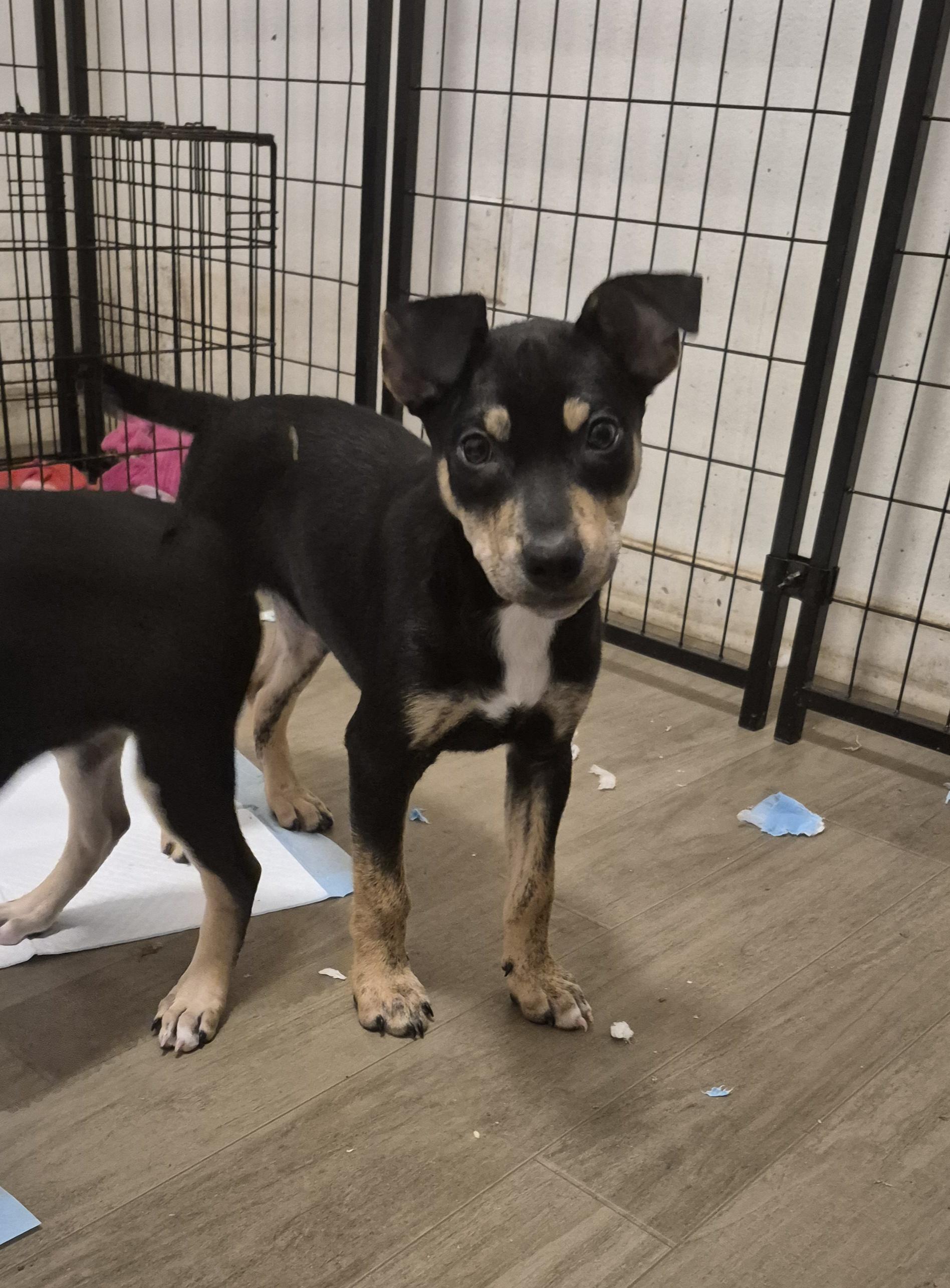 Enlarge Mykel, a ADOPTABLE mixed breed in Olympia, WA image 1/1